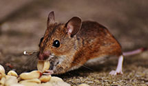 24 Hour & Emergency Exterminators in Lake Monticello, VA